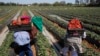 Des ouvriers agricoles ramassent des fraises dans la ville de Moulay, dans la province de Kenitra, au Maroc, le 15 mars 2014.