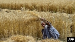 Wheat and Flour