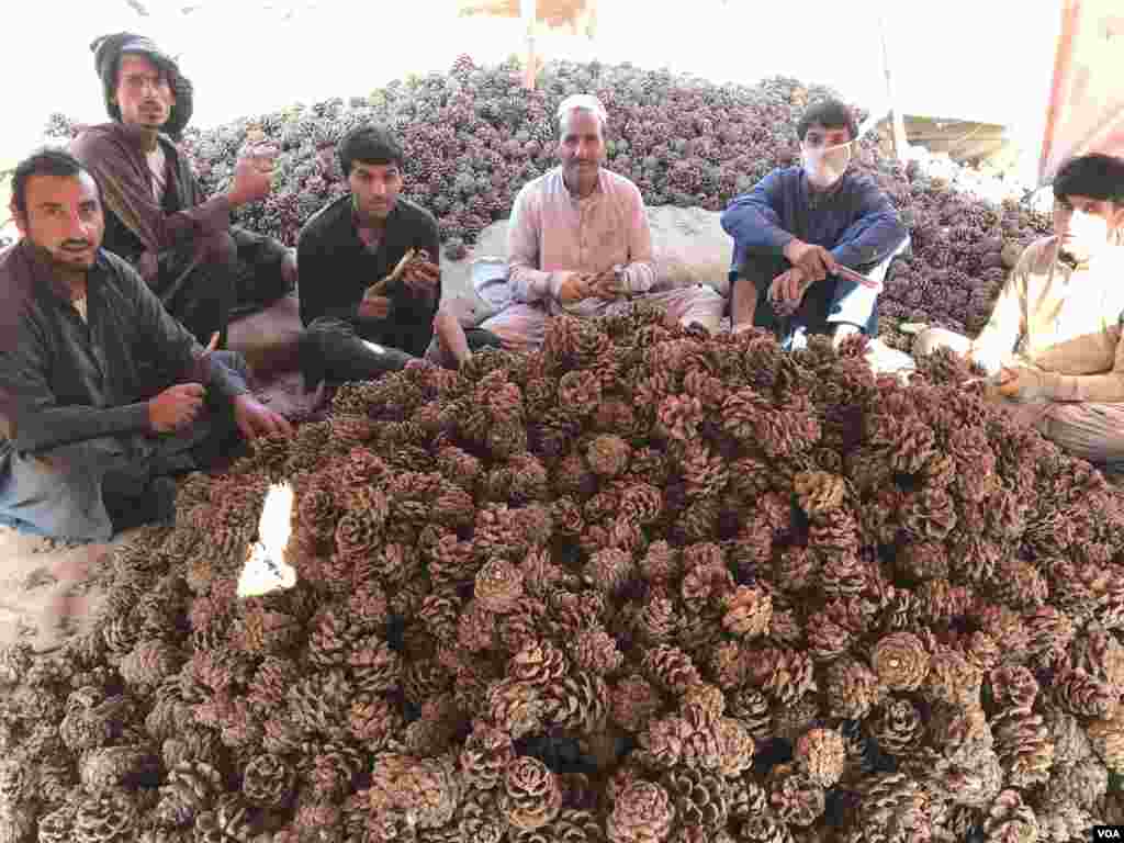 تاجروں کے مطابق پاکستان افغانستان سرحد پر باڑ لگائے جانے سے سرحد پار رہ جانے والے درختوں سے&nbsp;لگ بھگ ڈیڑھ لاکھ بوری چلغوزے حاصل ہوتے تھے۔ 